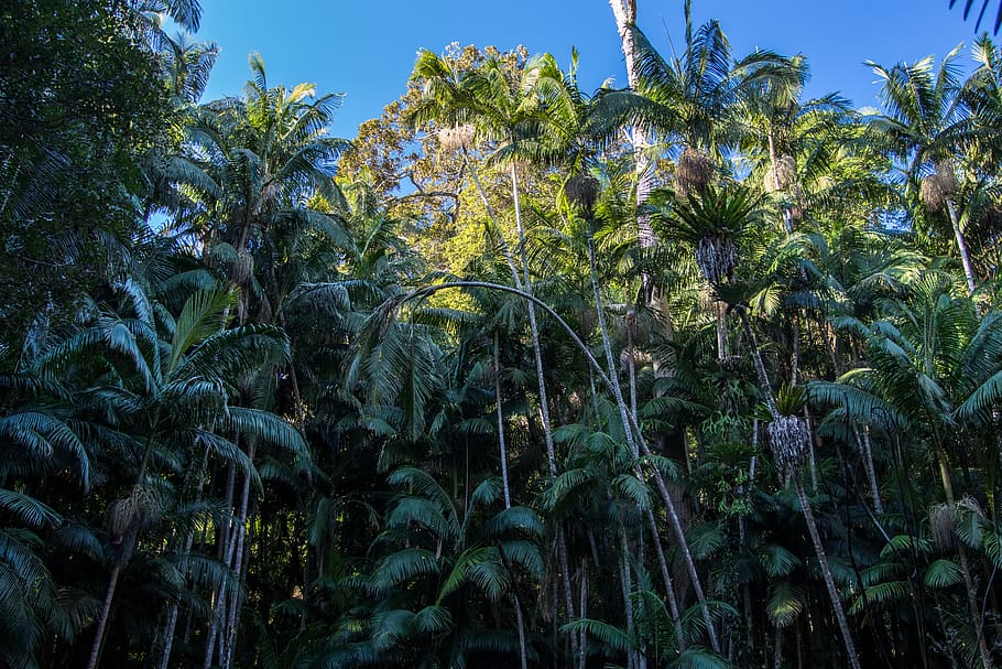palm, trees, sky, jungle, plant, growth, palm tree, tropical climate HD wallpaper