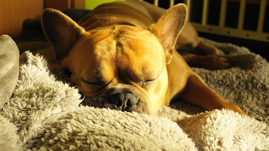 french bulldog, sleeping, pet, sweet, animal, charming, snoring, HD wallpaper