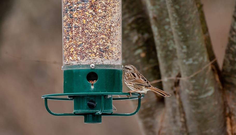 bird feeder, back yard, birdwatching, feather, focus on foreground HD wallpaper