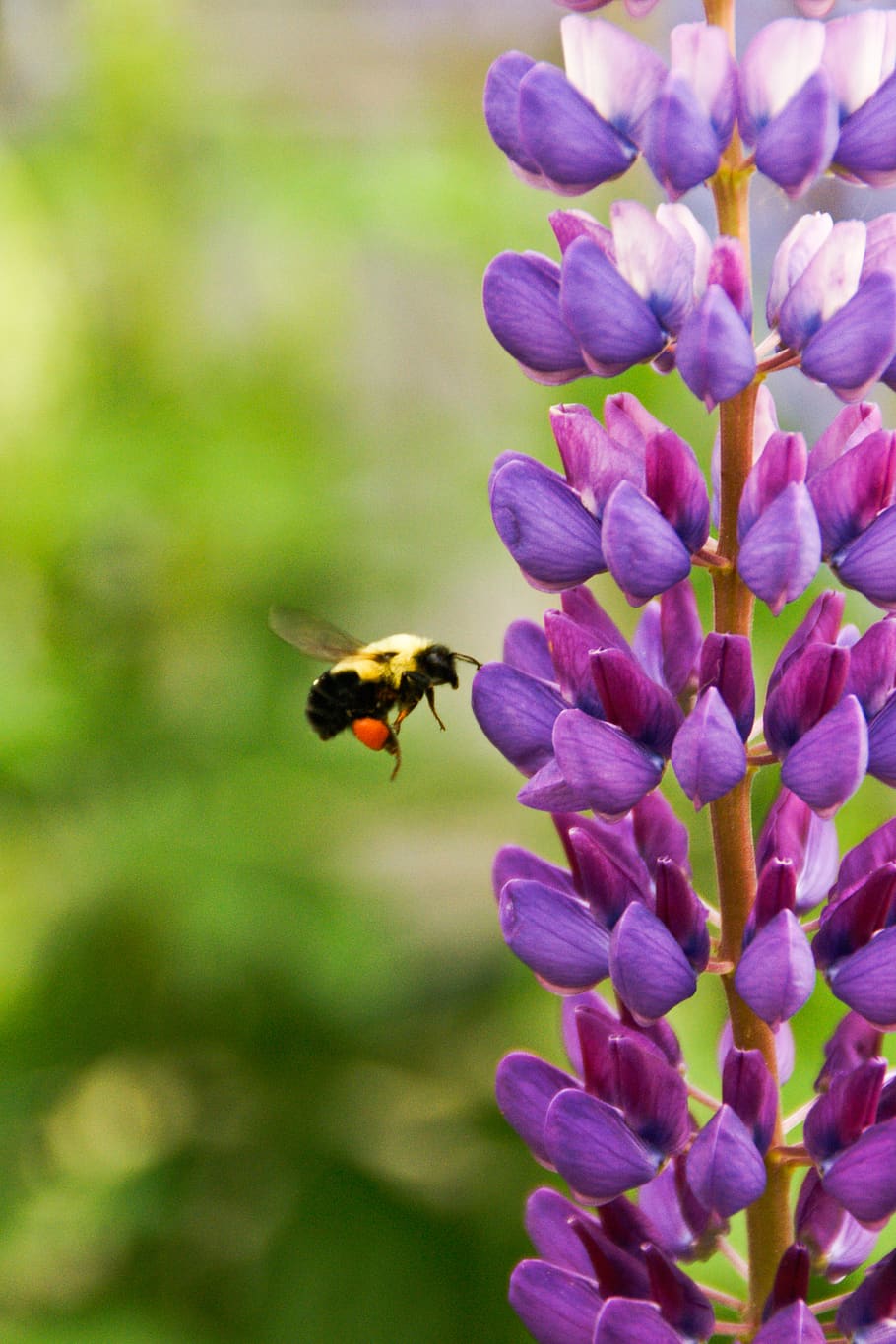 wasp, bee, stinger, wings, insect, purple, flower, nature, flowering plant HD wallpaper