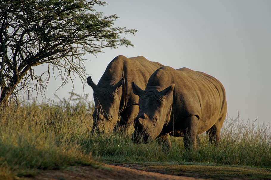 two gray rhinoceros, animal themes, mammal, plant, field, vertebrate HD wallpaper