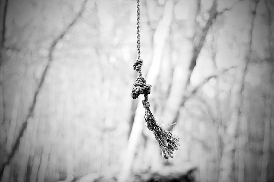 rope, tree, swing, forest, b w, black and white, trees, woodland HD wallpaper