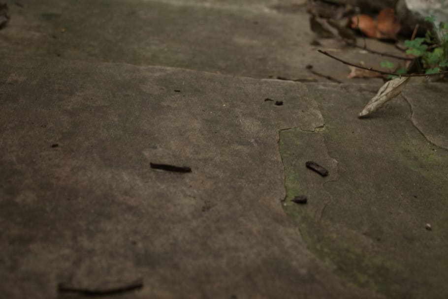 rock, wood, texture, leaf, wall, green, soil, road surface HD wallpaper