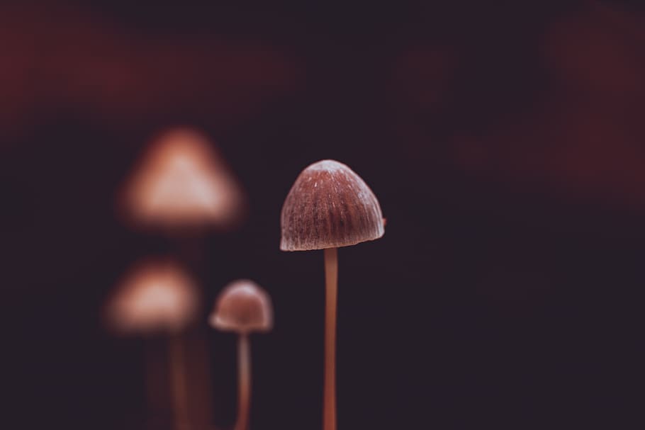 brown mushroom, close-up, studio shot, no people, indoors, focus on foreground HD wallpaper