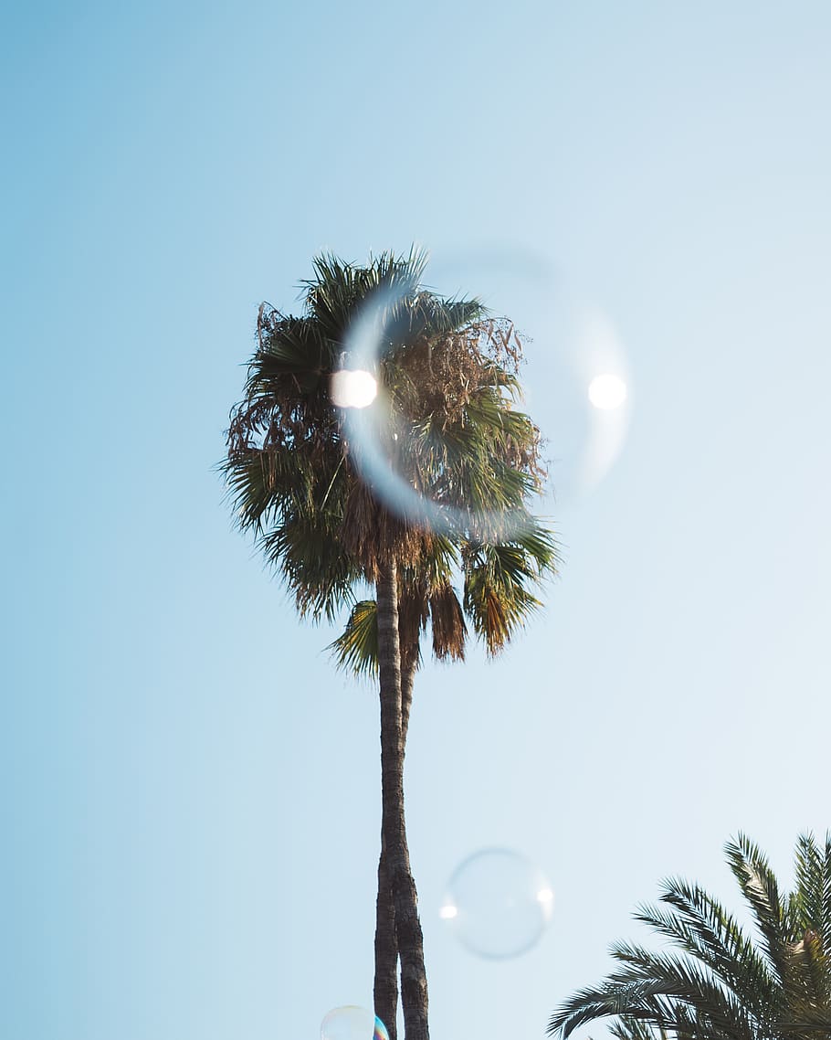 green-leafed tree under blue sky during daytime, plant, palm tree HD wallpaper