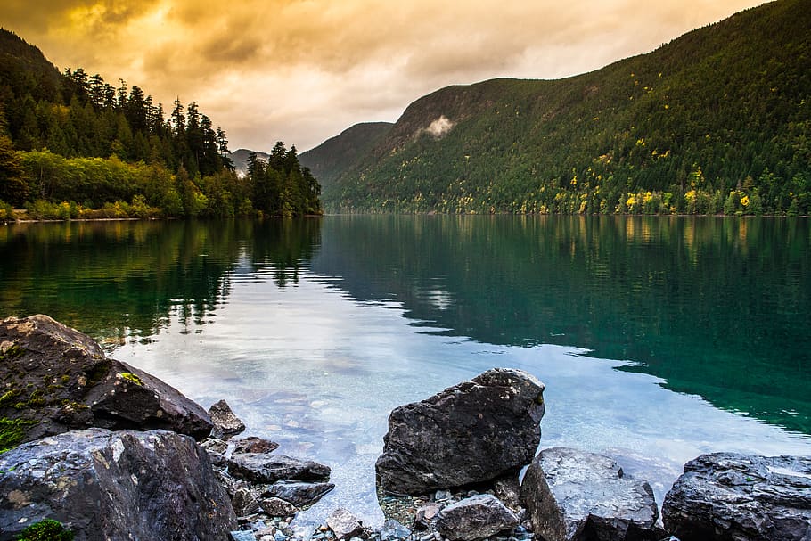 river and pine trees, water, nature, outdoors, lake, fir, abies HD wallpaper