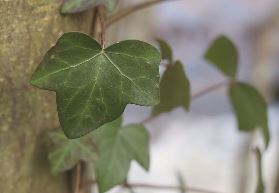 ivy, tree, sun, river, belgium, leaf, plant part, green color HD wallpaper
