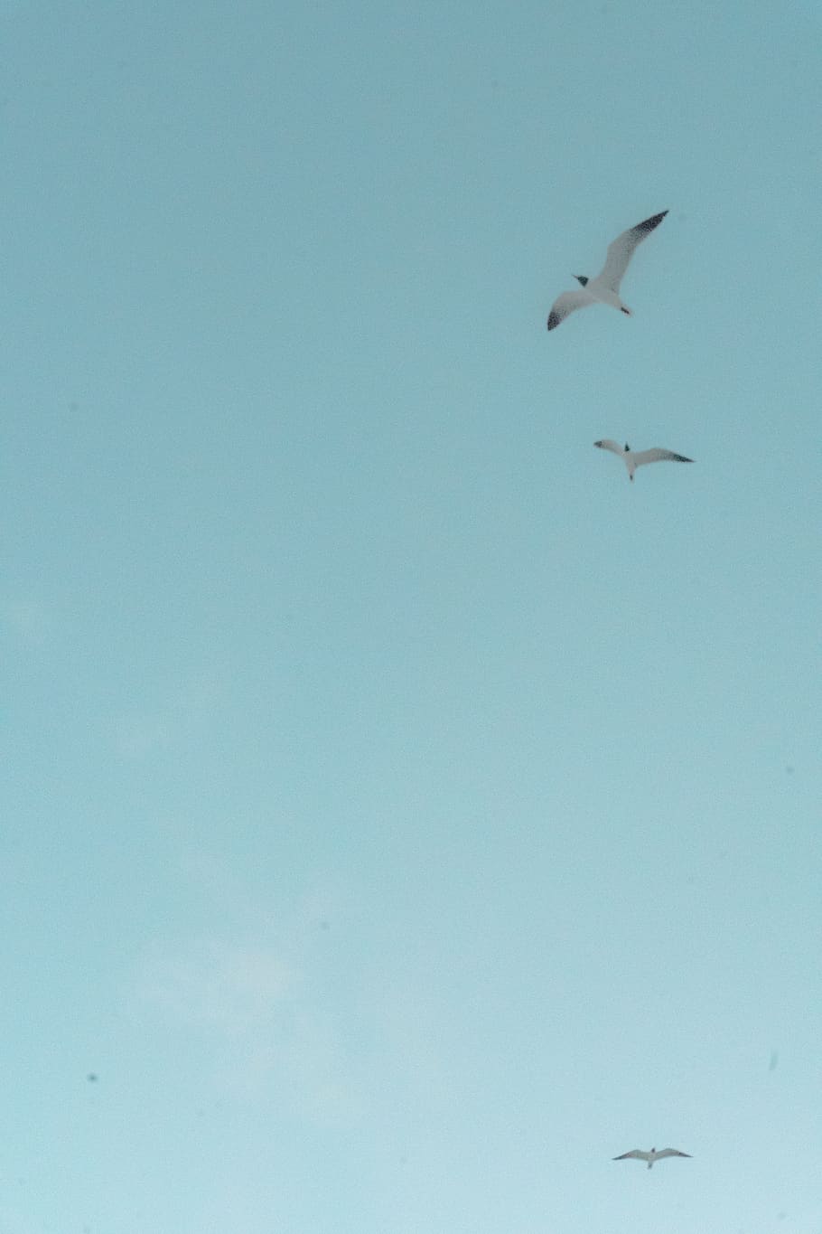 three birds lying on the sky, animals in the wild, animal themes HD wallpaper