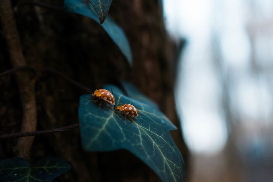 two brown bugs on green leaf, animal wildlife, animal themes HD wallpaper