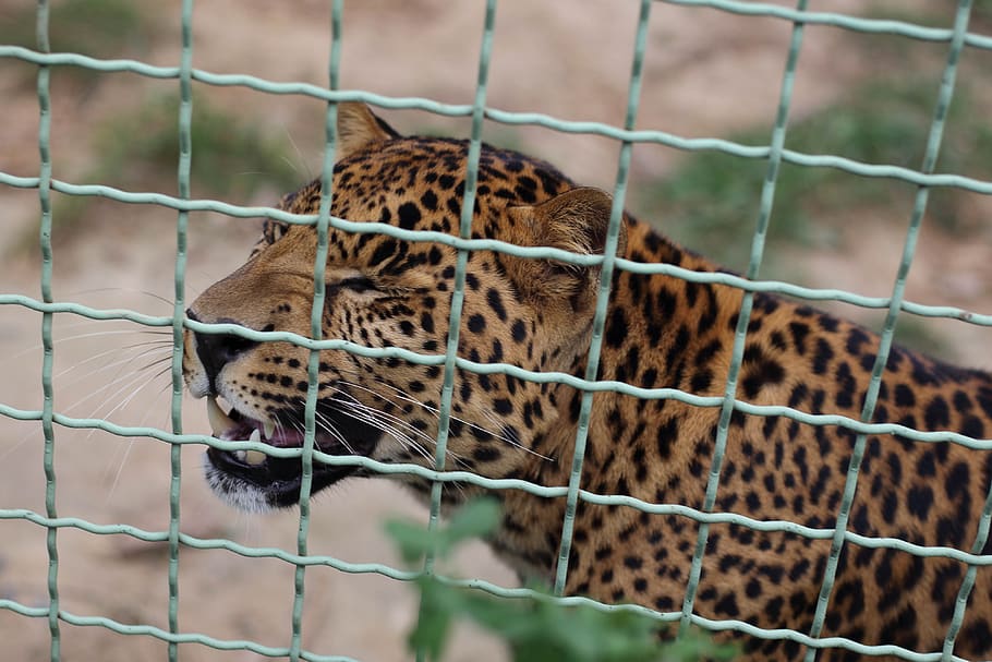 leopard, animal, animals, cat, predator, wild, africa, zoo HD wallpaper