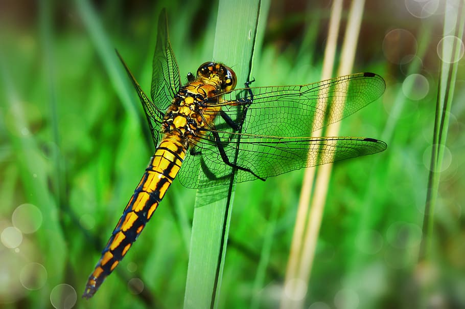 yellow dragonfly perching on green leaf, animal themes, animal wildlife HD wallpaper