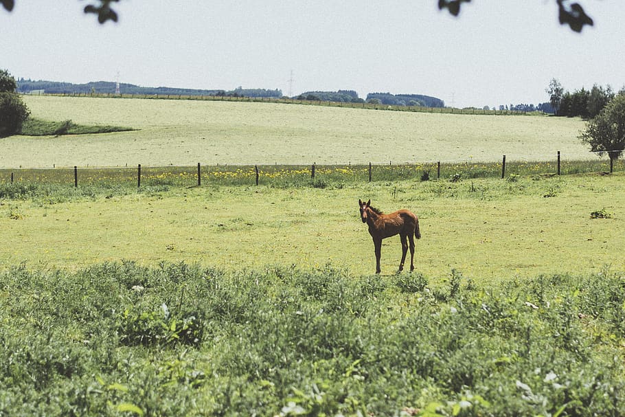 belgium, vielsalm, mammal, animal, animal themes, field, domestic animals HD wallpaper