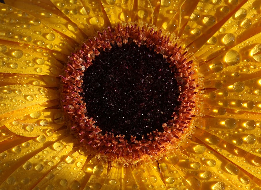 gerbera, yellow, drops, flower, water, close-up, no people HD wallpaper