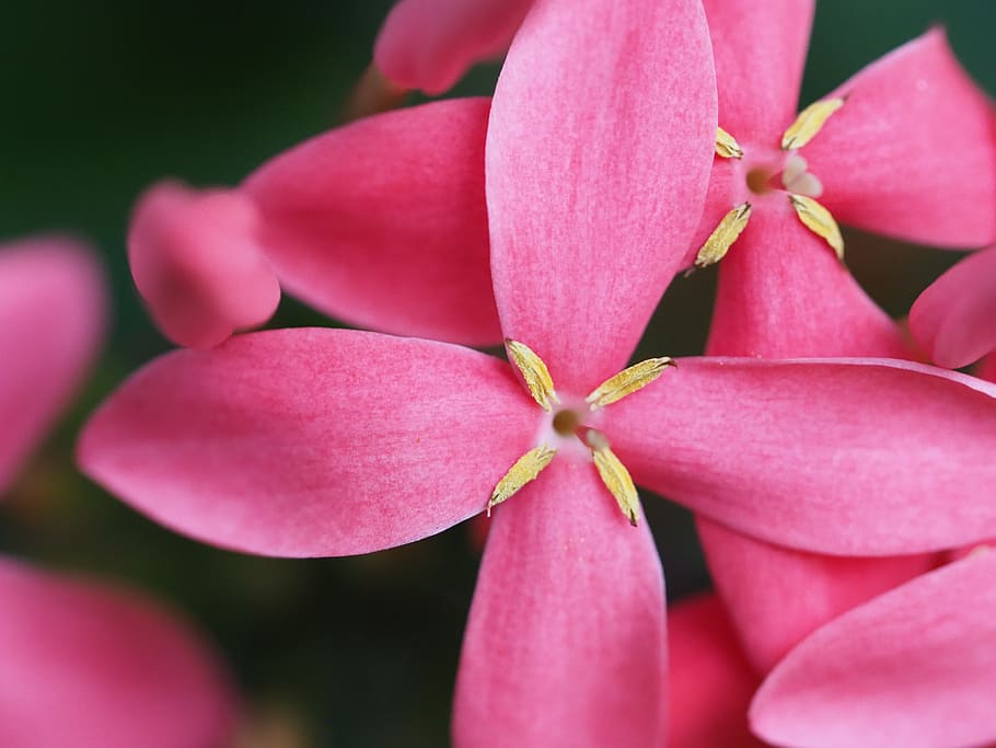 rose, flower, petal, pink, vibrant, blossom, bloom, floribunda HD wallpaper