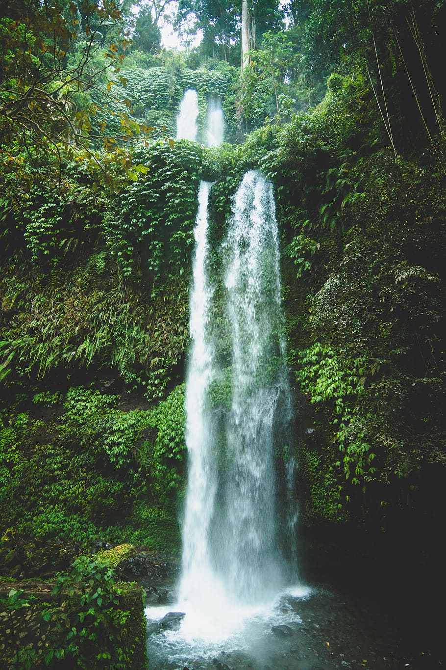 waterfalls at daytime, tree, forest, plant, motion, scenics - nature HD wallpaper