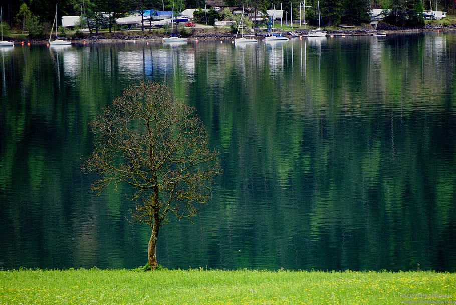 austria, achensee, lake, tree, plant, water, reflection, beauty in nature HD wallpaper