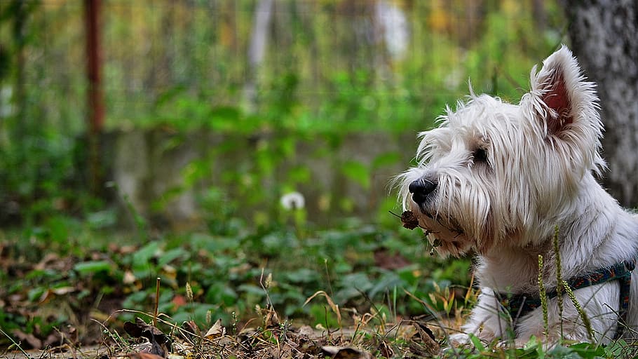 dog, autumn, one animal, animal themes, mammal, domestic, domestic animals HD wallpaper