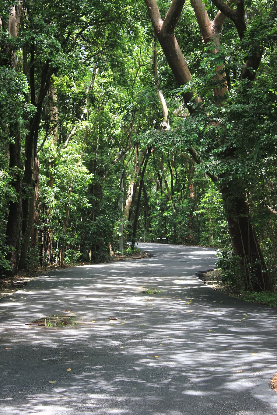 park, trees, path, path between trees, walk, nature, green HD wallpaper