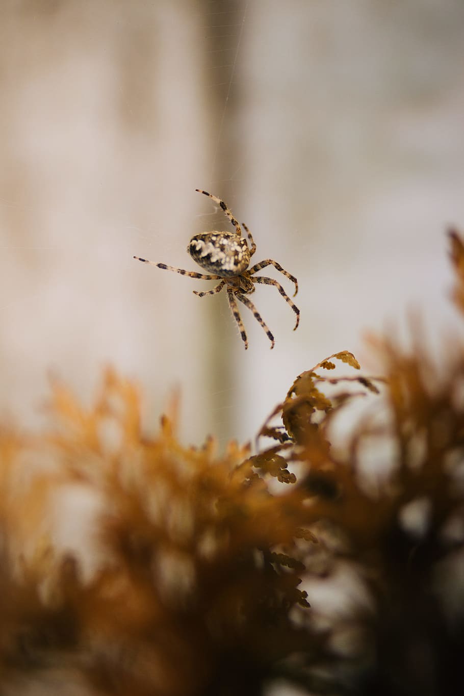 brown and black spider, cobweb, macro, wildlife, nature, inasect HD wallpaper