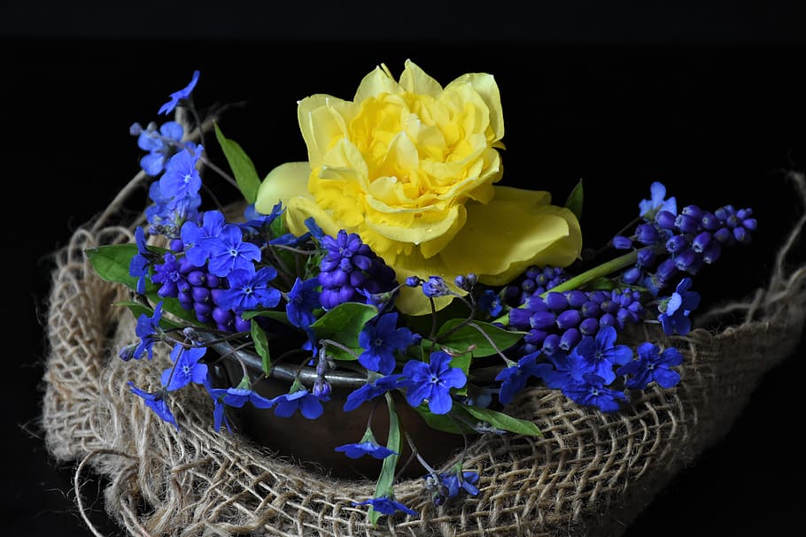 forget me not, tulips, osterglocken, easter, still life, flowers HD wallpaper