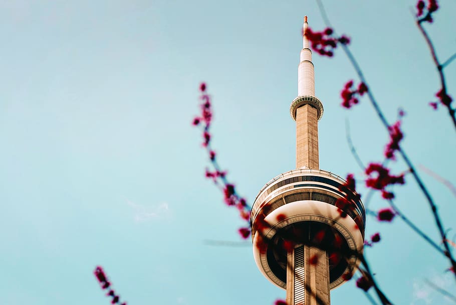 Pink blossom branch against clear blue sky background in front of CN Tower, Toronto