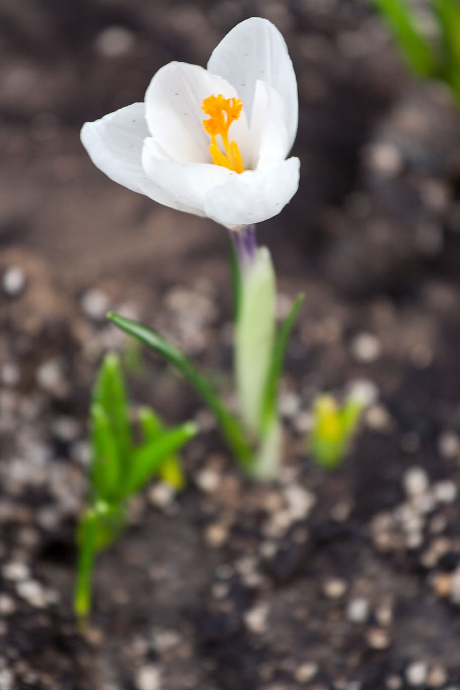 crocus, white, spring, nature, flower, bloom, color, flora HD wallpaper