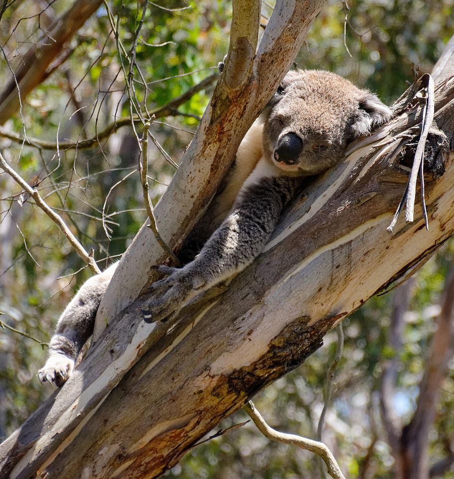 koala, wildlife, animal, mammal, australia, phillip island, HD wallpaper