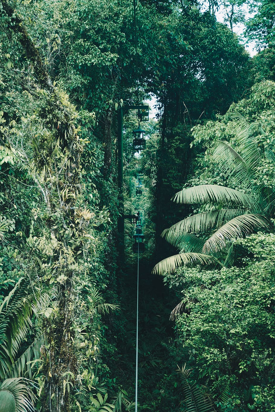 green plant pathway, vegetation, rainforest, tree, land, nature HD wallpaper