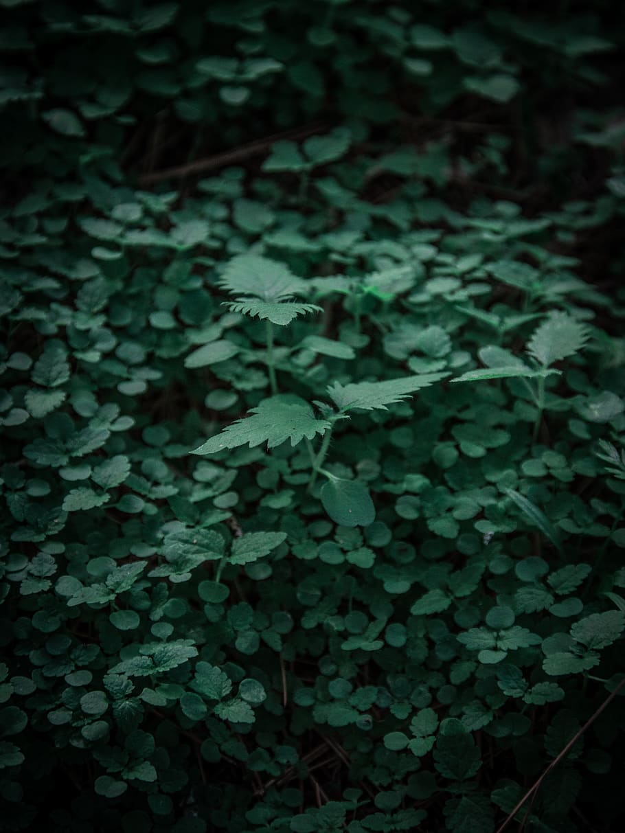 greece, ilioupoli, growth, green color, plant, plant part, leaf HD wallpaper