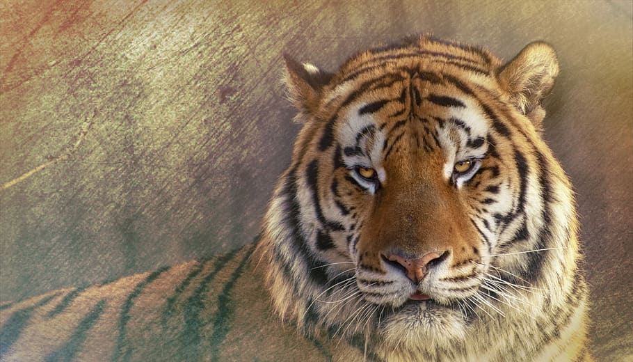 Siberian Tiger tiger animals HD wallpaper  Peakpx