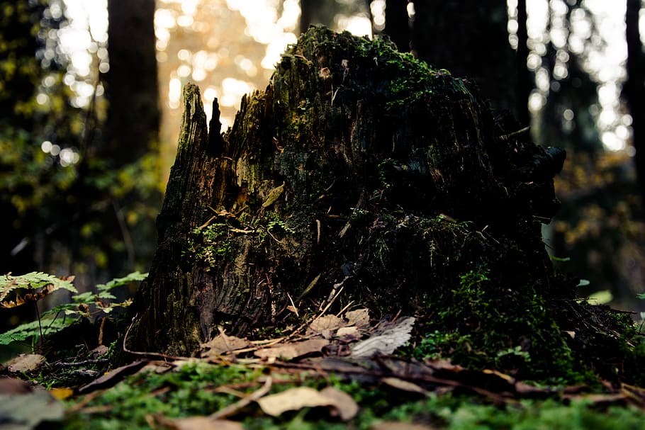 brown tree bark, flora, tree stump, forest, conifer, plant, moss HD wallpaper