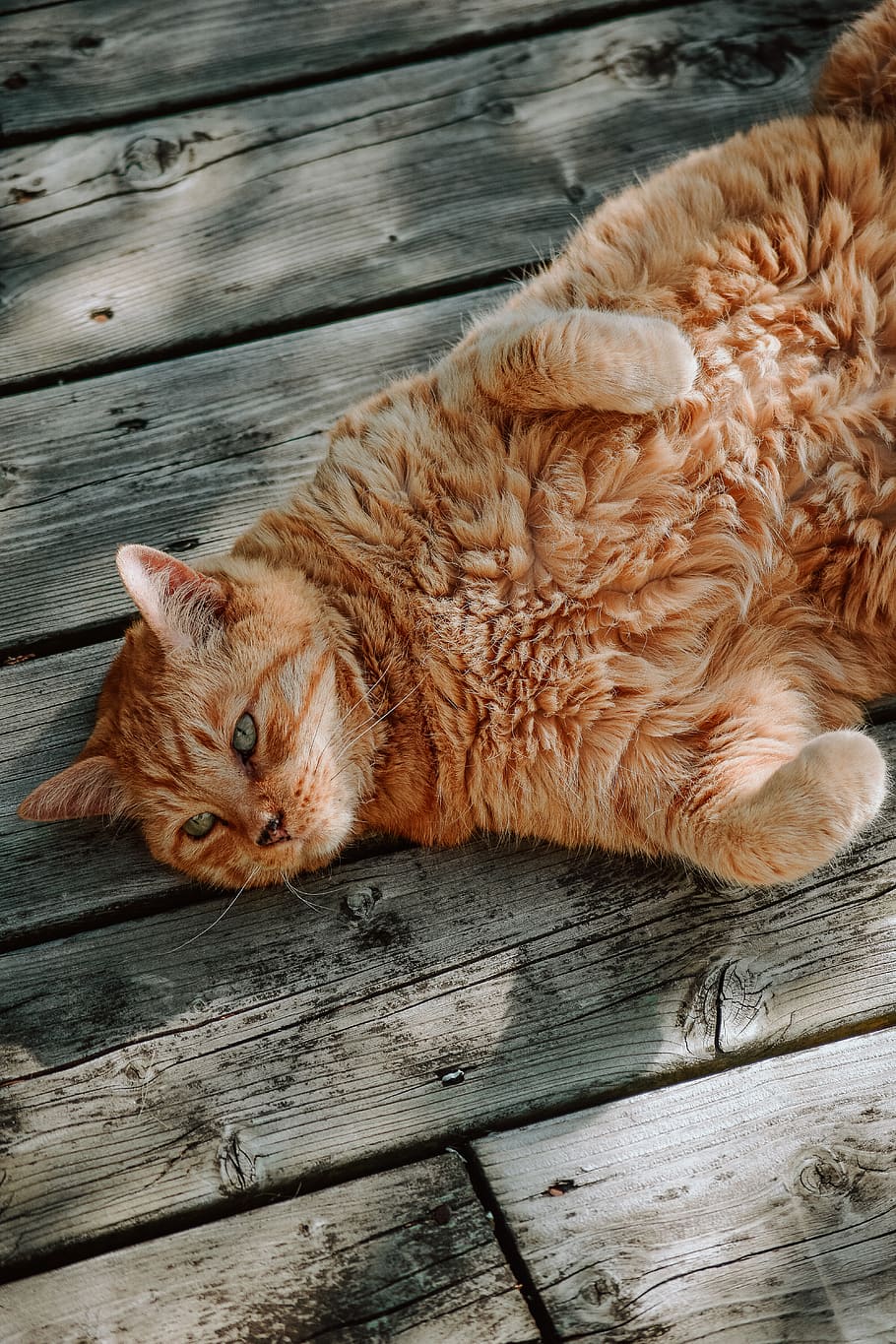 cat, cats, kitten, kittens, kitty, animal, animals, cute, adorable HD wallpaper