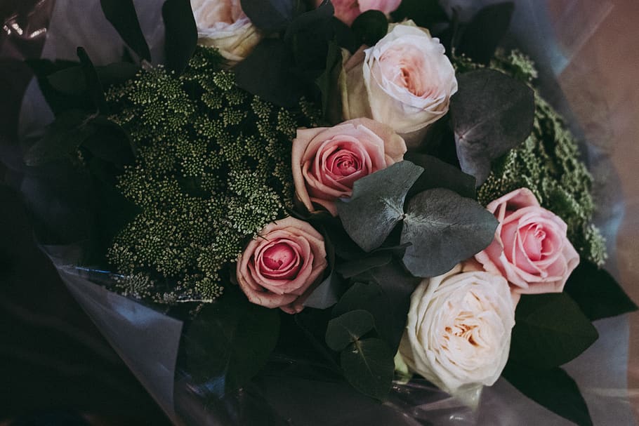 flower, rose, flowering plant, rose - flower, beauty in nature HD wallpaper