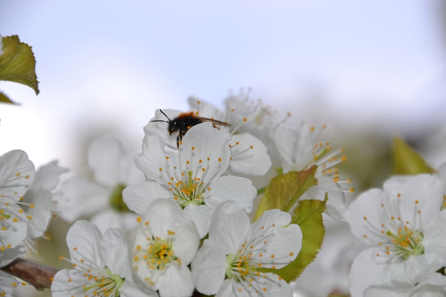 cherry blossom, tree, spring, bloom, branch, nature, cherry tree HD wallpaper