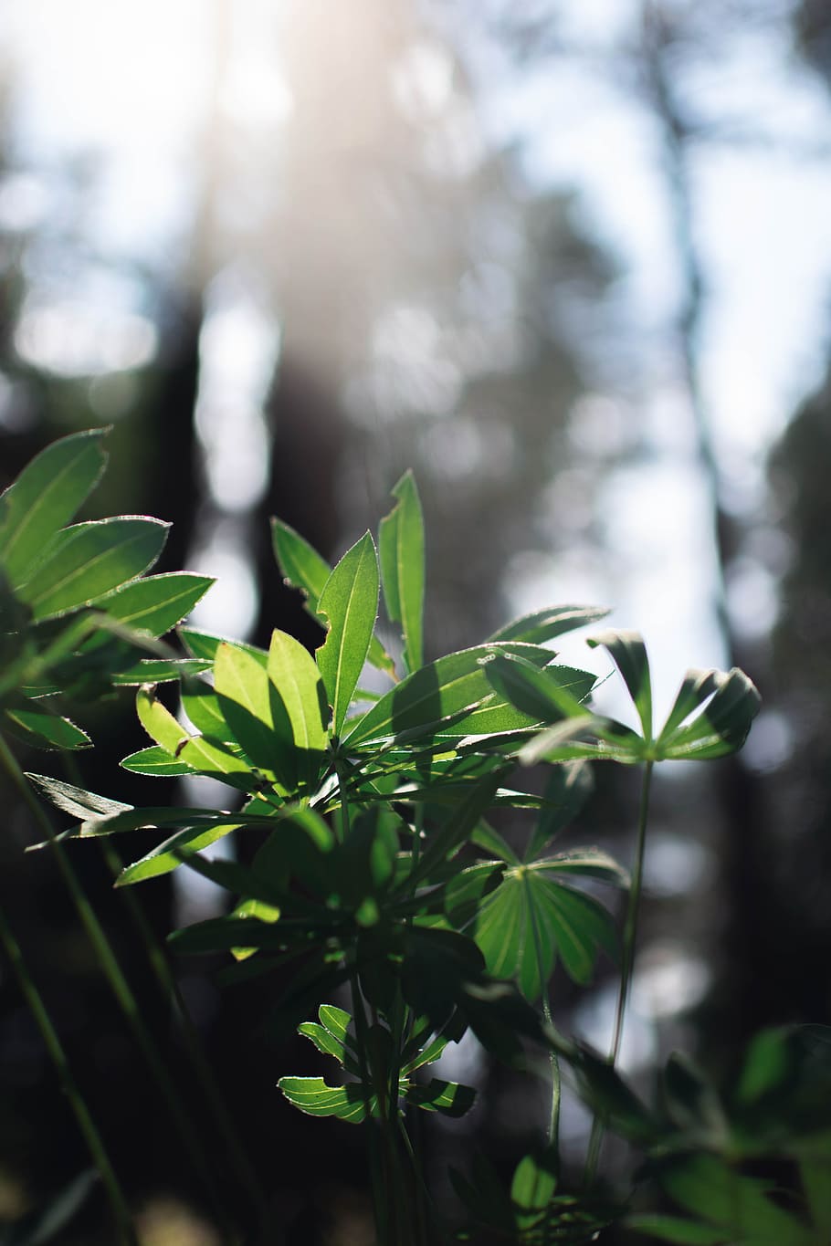 Focus Photography of Green Leaf Plants, blurred background, botanical HD wallpaper
