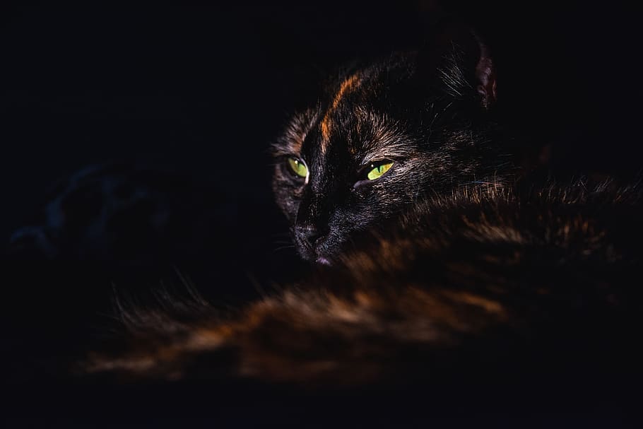 short-fur black cat, pet, animal, mammal, eyes, feline, shadow HD wallpaper