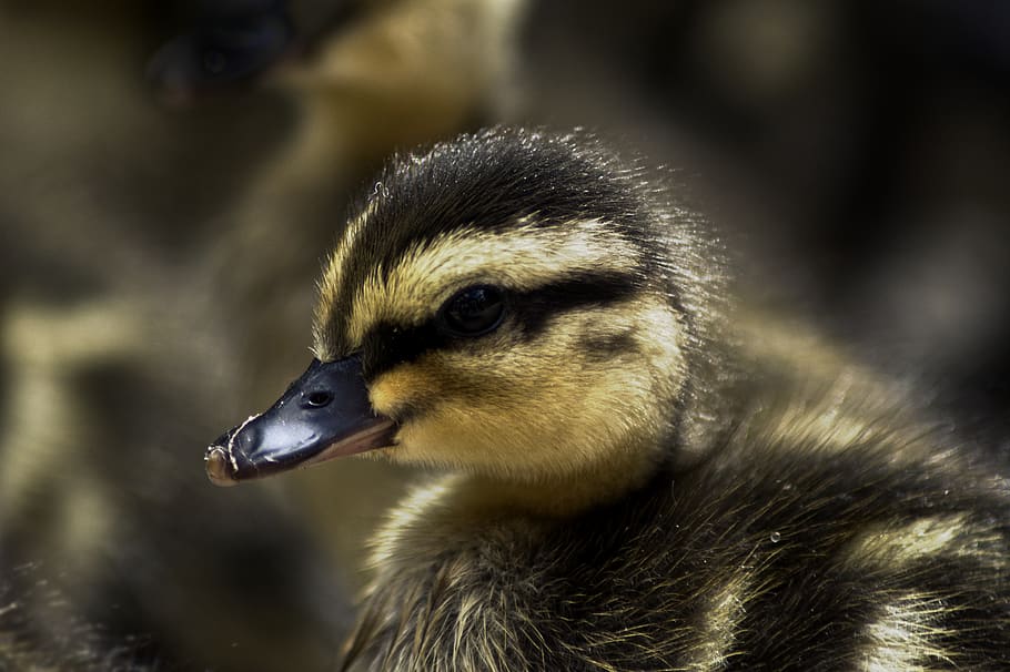 selective focus yellow and black duckling, animal, bird, france HD wallpaper