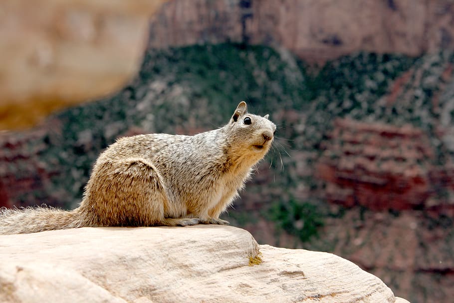 brown squirrel on rock, animal, mammal, rodent, grand canyon national park HD wallpaper