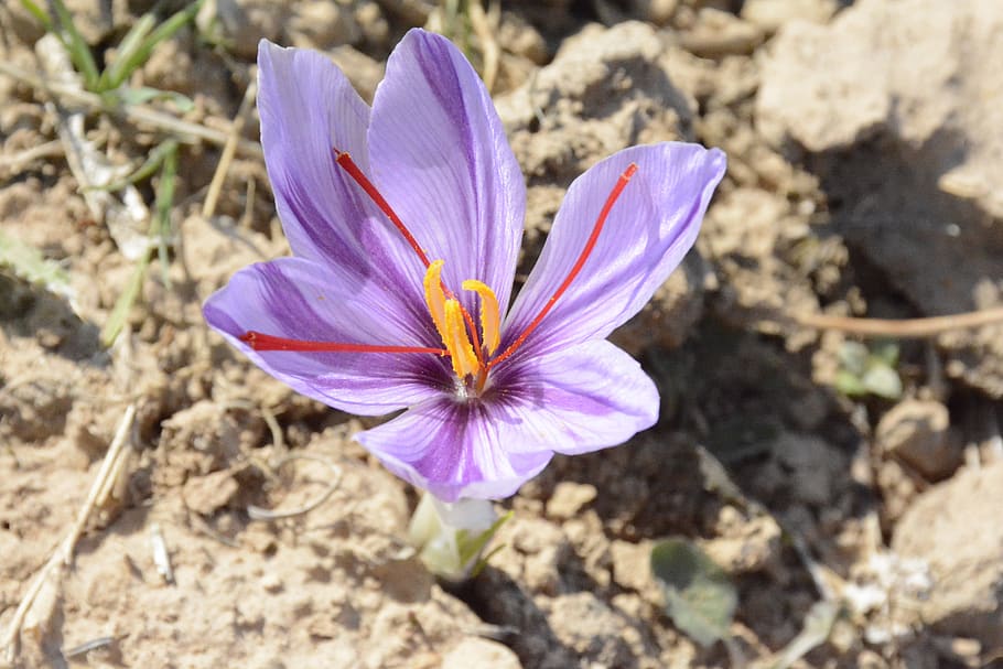 iran, mashhad, fragility, flower, vulnerability, flowering plant HD wallpaper