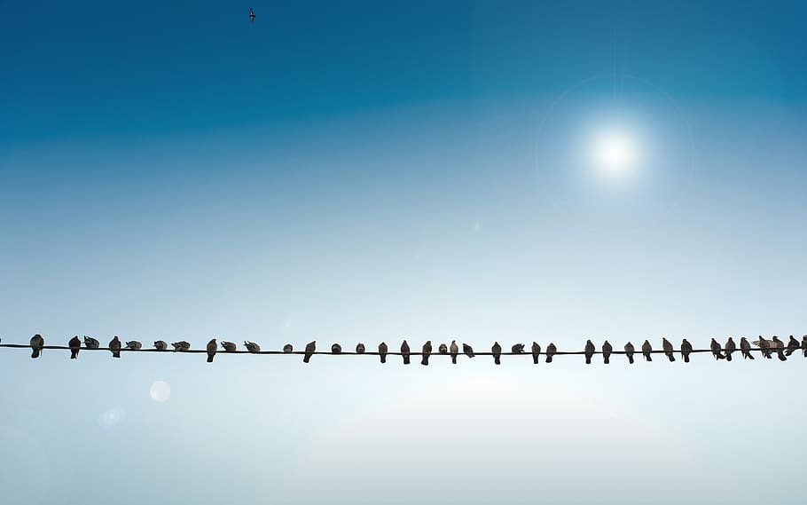 morocco, marrakesh, maroc emploi, sky, group of animals, bird HD wallpaper