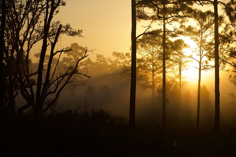 forest trees during golden hour, nature, sunlight, flare, outdoors HD wallpaper