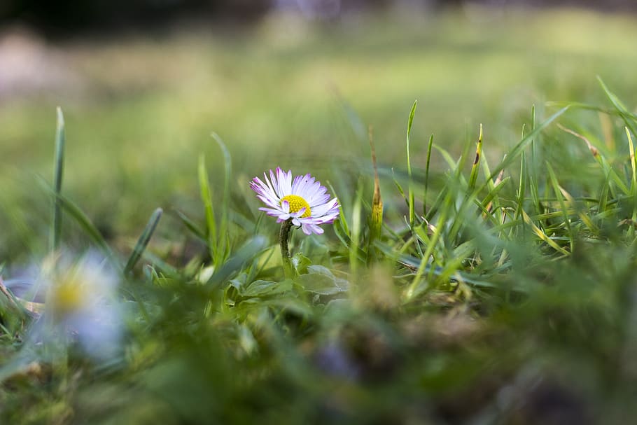 daisy, flowers, nature, spring, blossom, bloom, white, pink HD wallpaper
