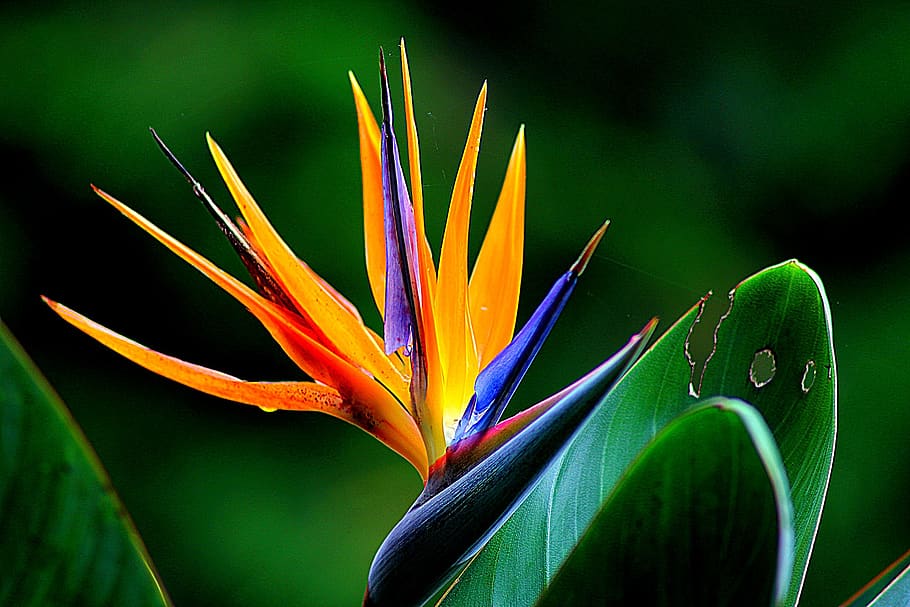 Orange and Purple Birds of Paradise Flower, bloom, blossom, close-up, HD wallpaper