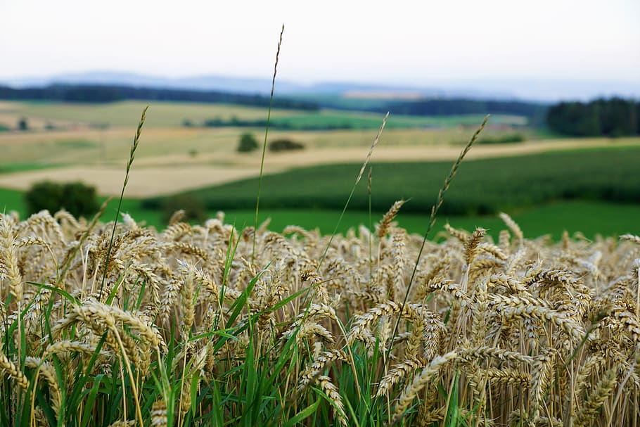 grain, field, bread, summer, hegau, germany, switzerland, lake constance HD wallpaper