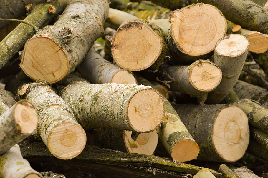 wood, trunk, bark, tree, nature, forest, log, cup, parts, timber HD wallpaper