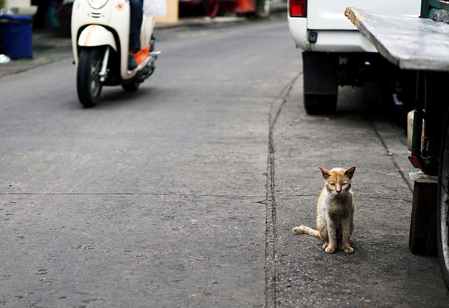 thailand, bangkok, cat, kitty, sick, street, animal rights, HD wallpaper
