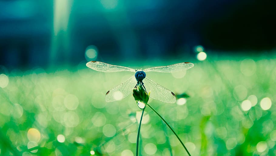 dragonfly, insect, bug, nature, bokeh, dew, animal wildlife HD wallpaper