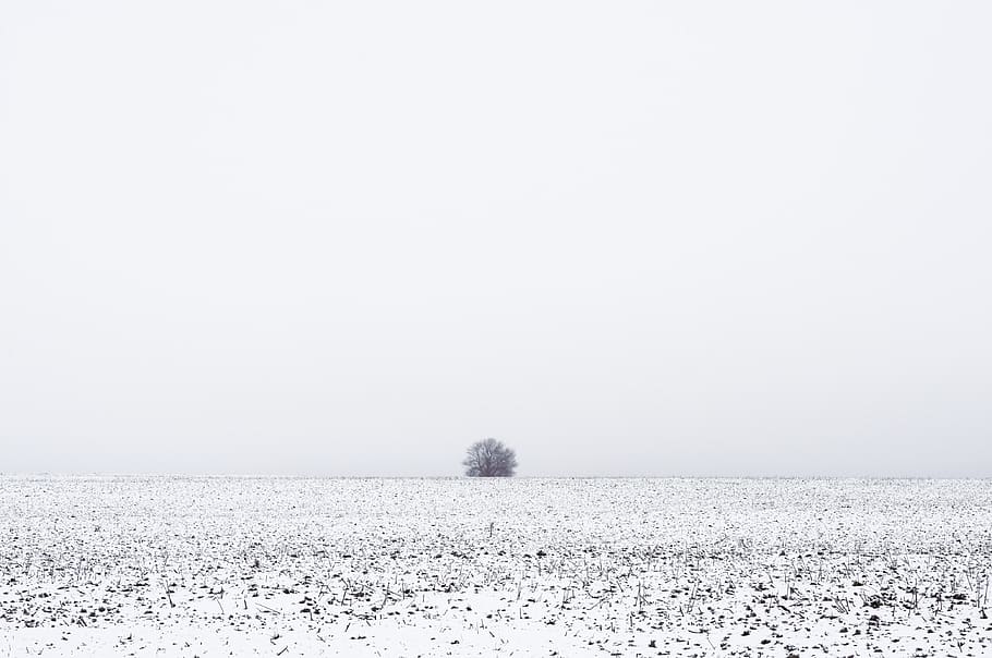 minimalism, single, bush, wild, wilderness, nature, field, frozen HD wallpaper