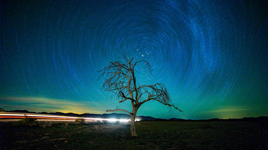leafless tree timelapse photography, light, long exposure, astrophotography HD wallpaper