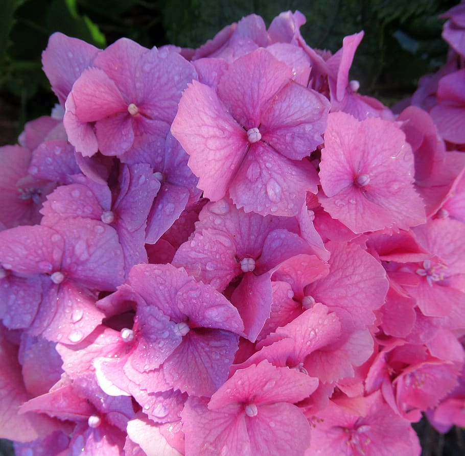 rain, hydrangea, plant, flower, flowering plant, petal, fragility HD wallpaper